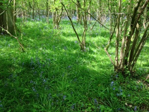 Bluebell wood near Holycombe